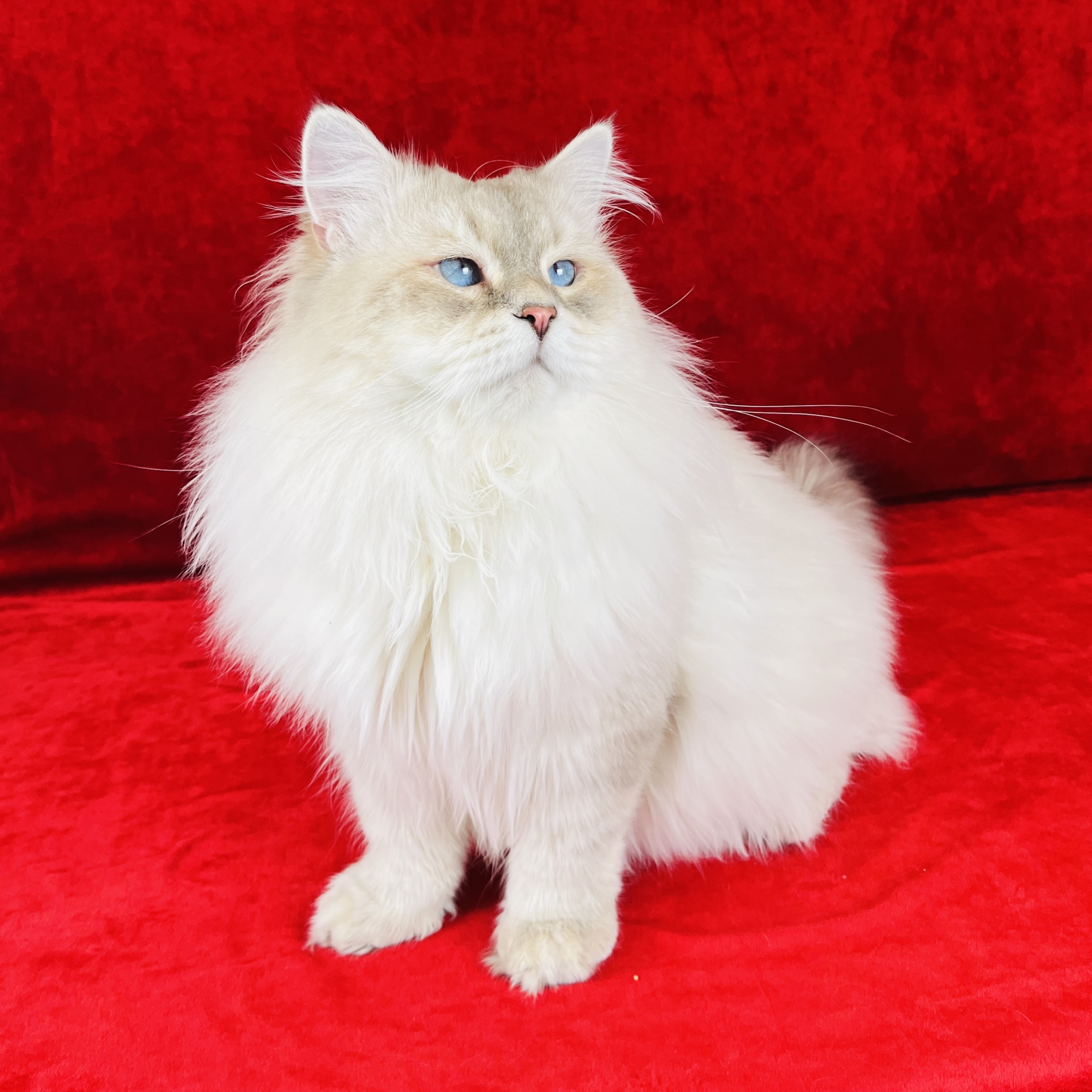 Simba the Blue Lynx Siberian cat